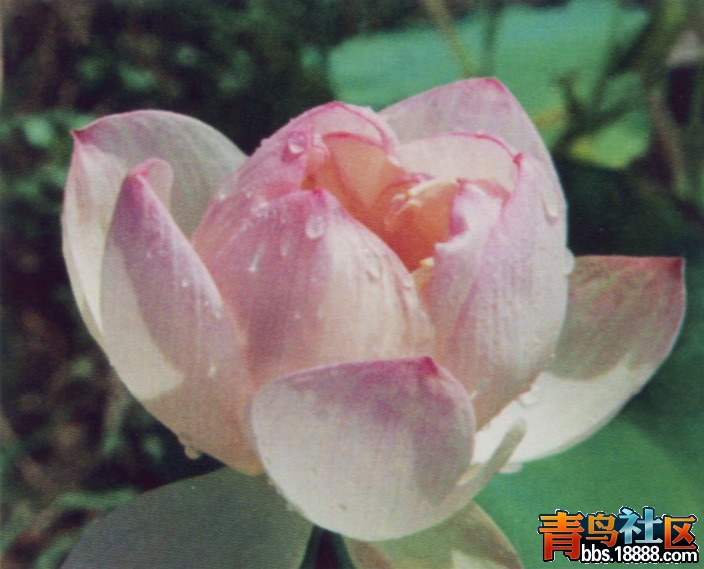 婴儿红.jpg