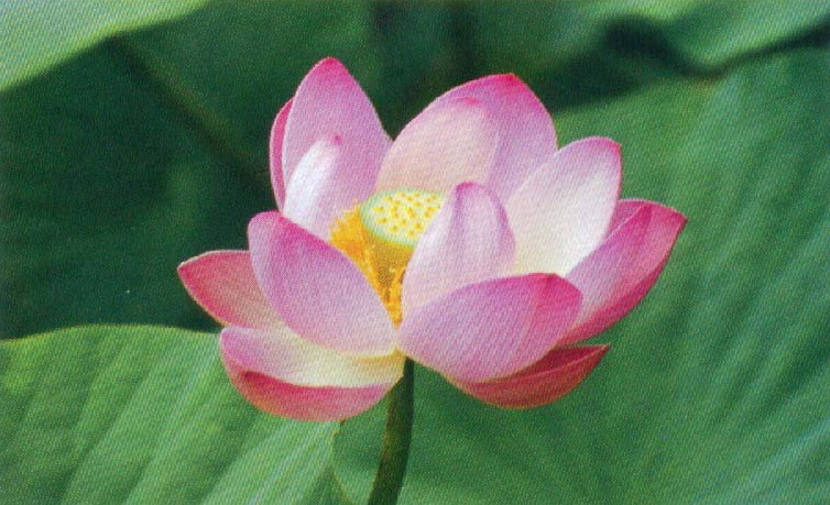 黑龙江红莲.jpg