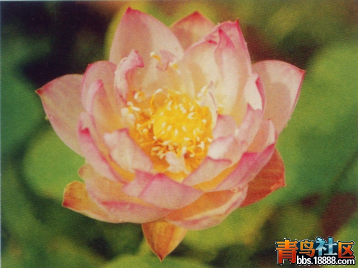 朱帘半卷.jpg