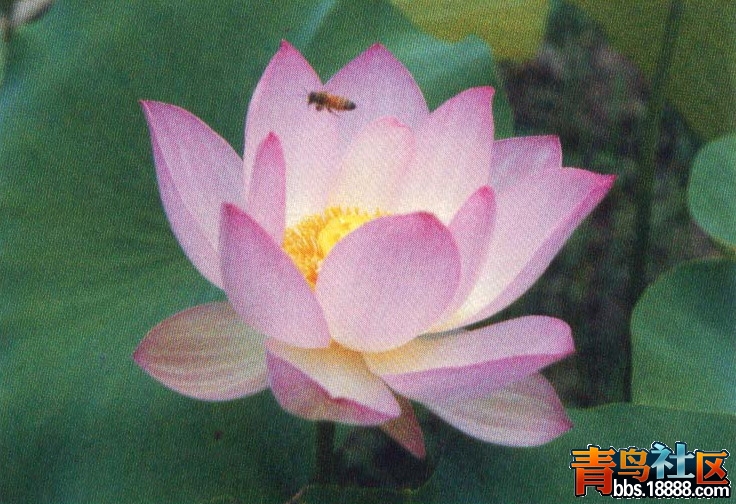 绍兴红莲.jpg