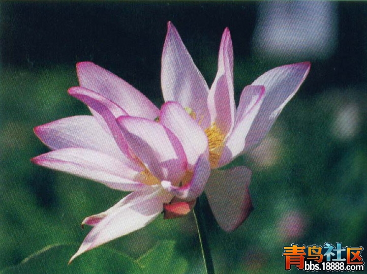 尼赫鲁莲.jpg