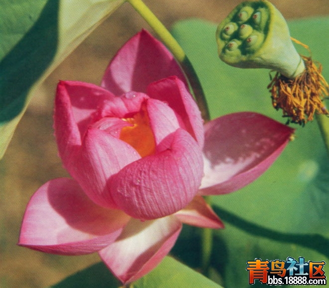 童羞面.jpg