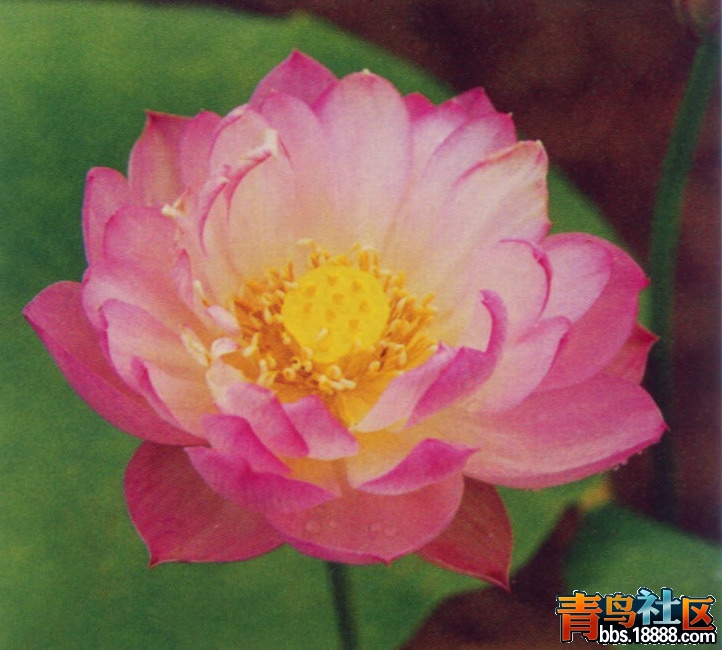 扬州碗莲.jpg
