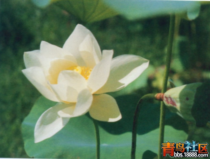 白衣战士.jpg