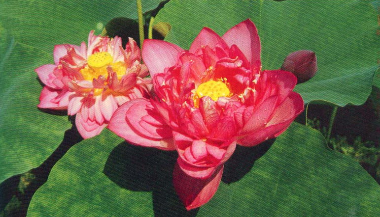 招提寺莲.jpg