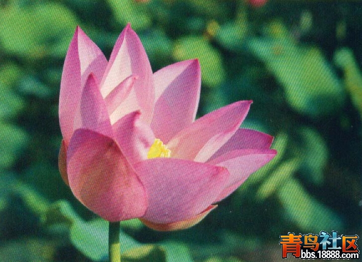 敖汉莲.jpg
