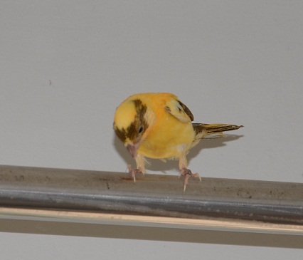 DSC_0242a.jpg