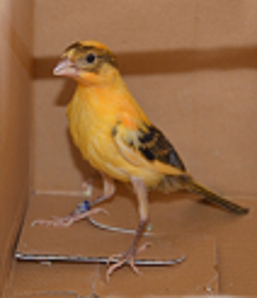 DSC_0220a.jpg