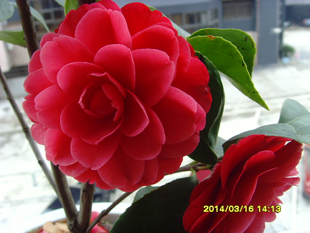 SNV37528.JPG