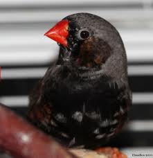 zebra finch.jpg