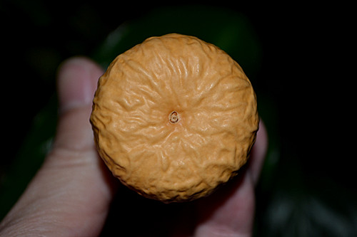 DSC_0175_副本.jpg