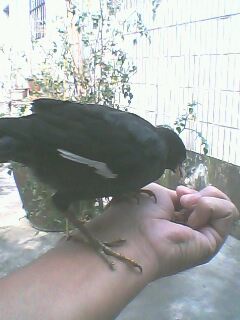 IMG0074A.jpg