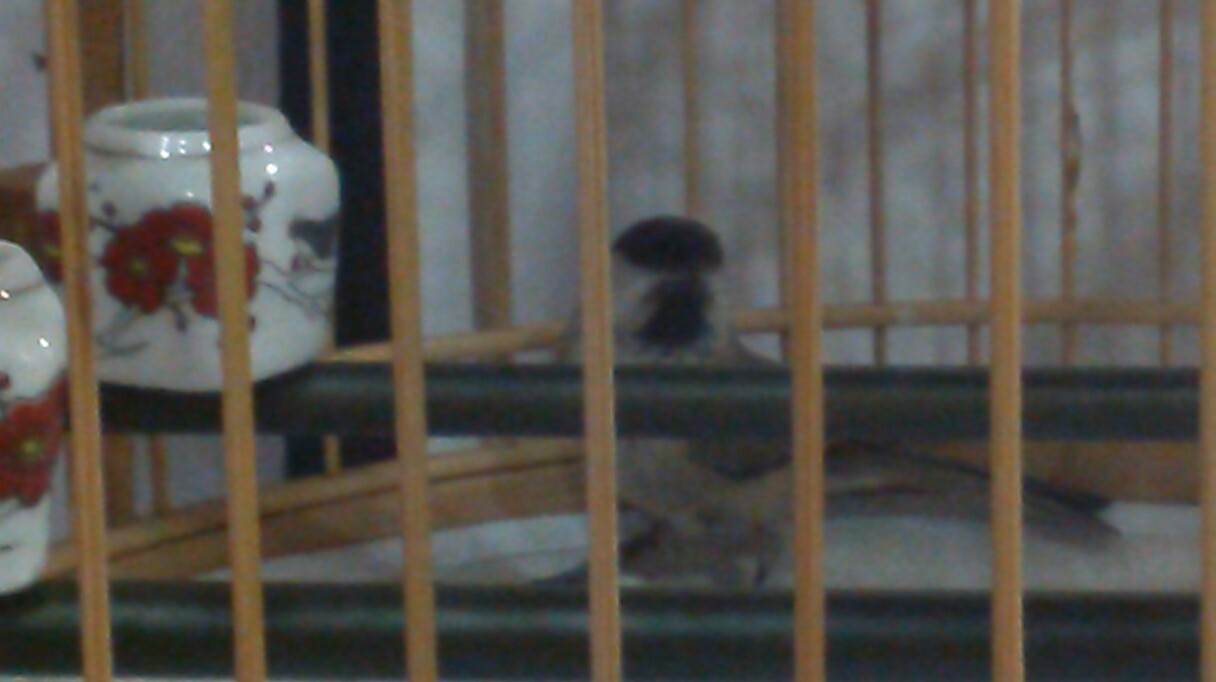 IMG_20140303_183400-2.jpg