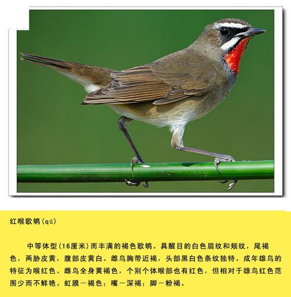 qn-019_副本.jpg