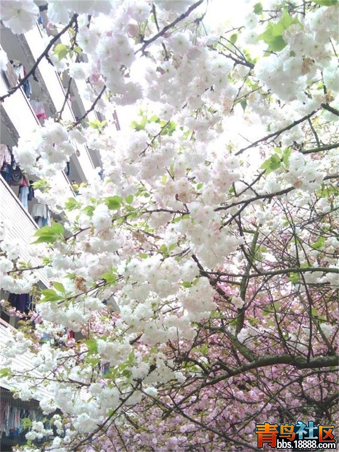 花a.JPG