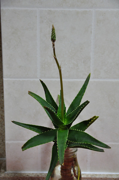 DSC_9191_副本.jpg