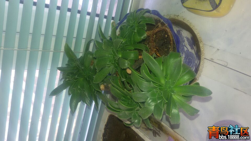 花3.jpg