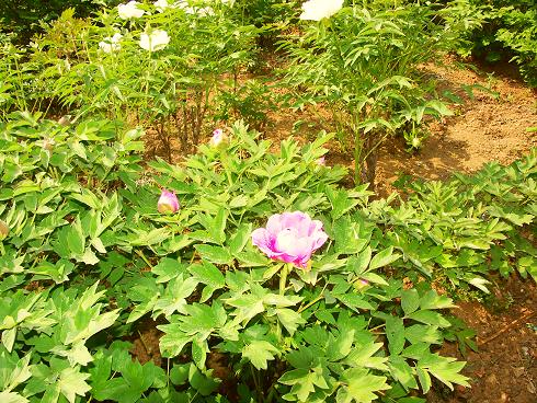 PICT0122.JPG