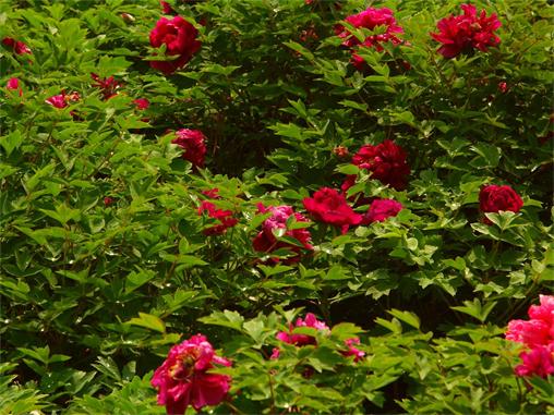 PICT0155.JPG