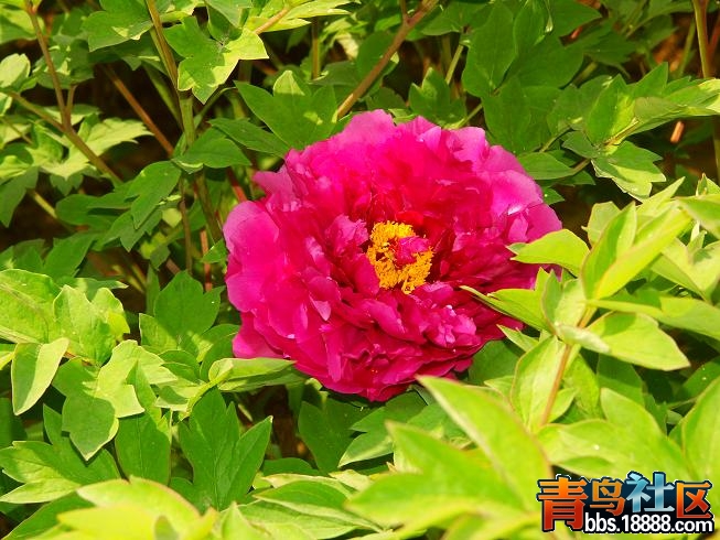 PICT0126.JPG