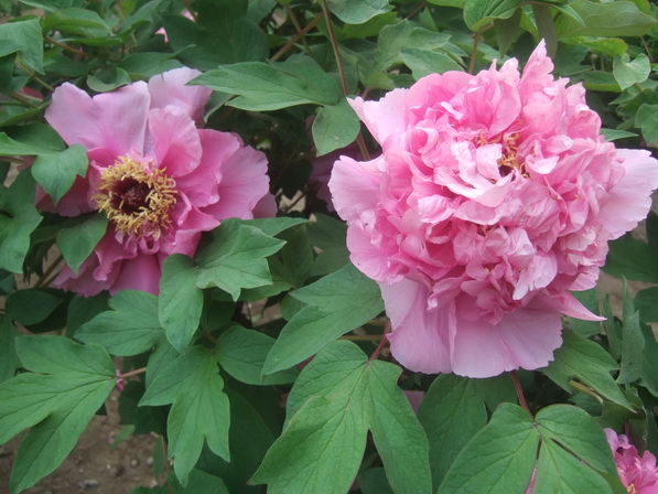 DSCF0491_调整大小.JPG