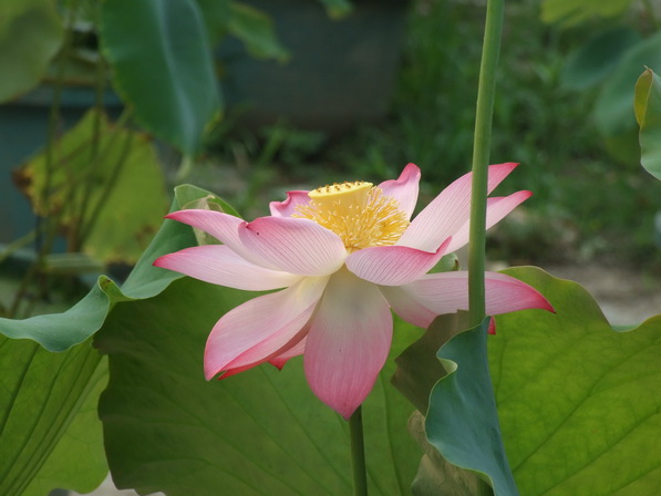 DSCF0437_调整大小.JPG
