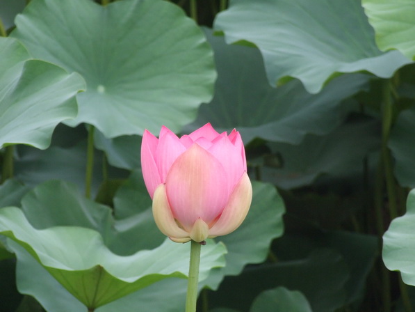DSCF0509_调整大小.JPG