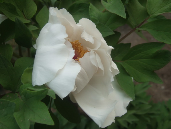 DSCF0499_调整大小.JPG