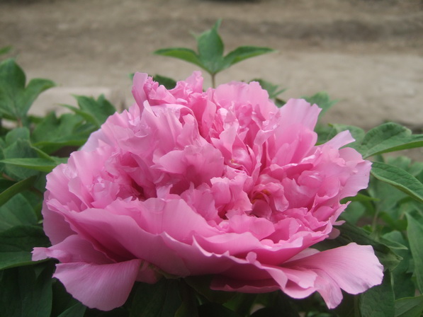 DSCF0469_调整大小.JPG