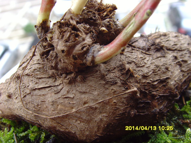 SNV37599.JPG