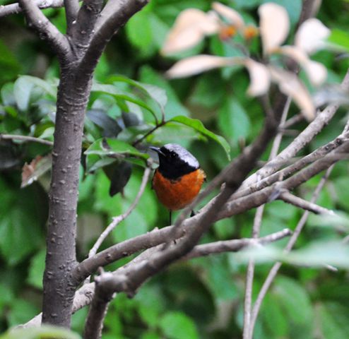 DSC_0163.JPG