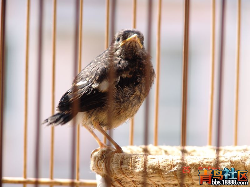DSC01343_副本.jpg