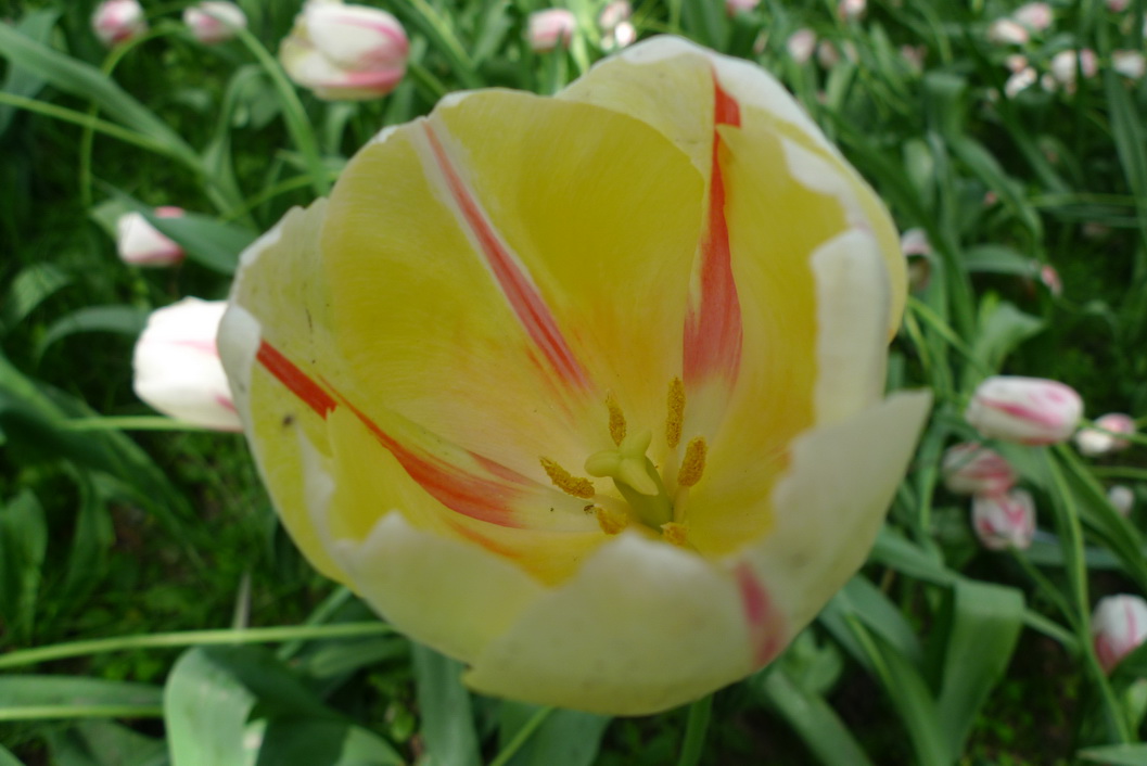 P1040459_调整大小.JPG