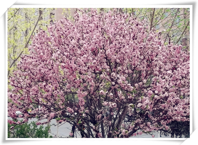 春暖花开， 046_副本.jpg