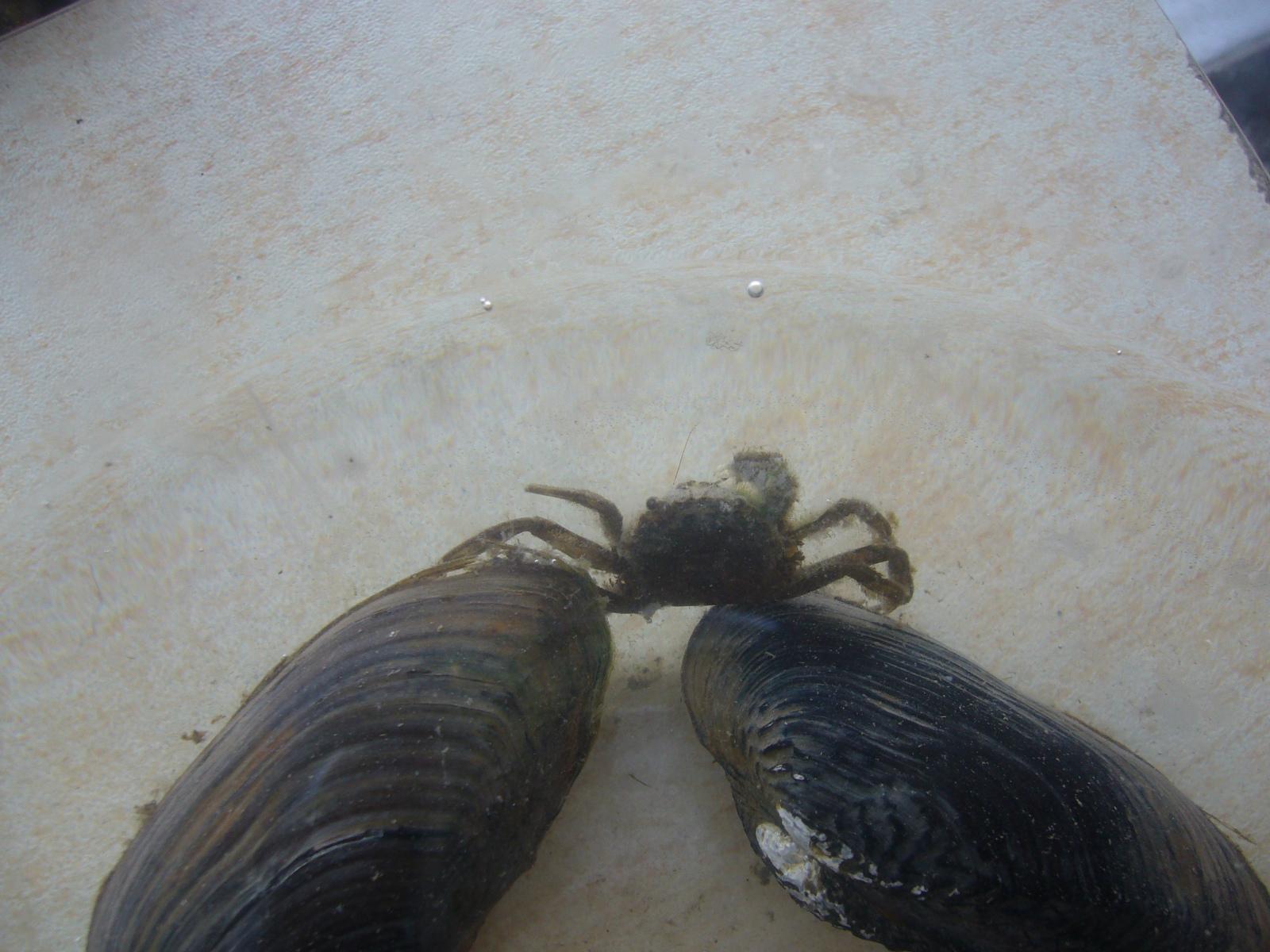 psb (2).jpg
