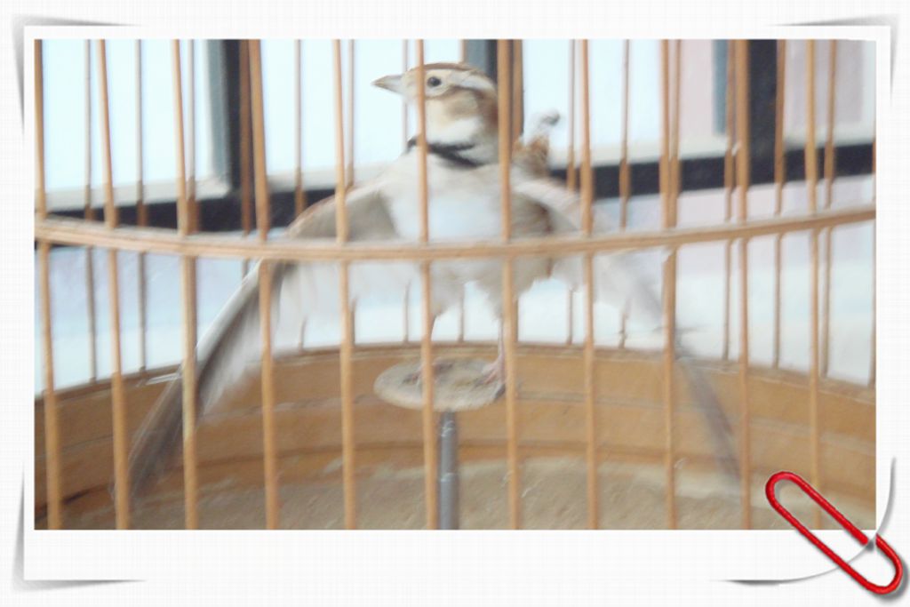 2014.4.15.拍2012的百灵百灵 005_副本.jpg