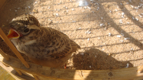 DSC03405_副本.jpg