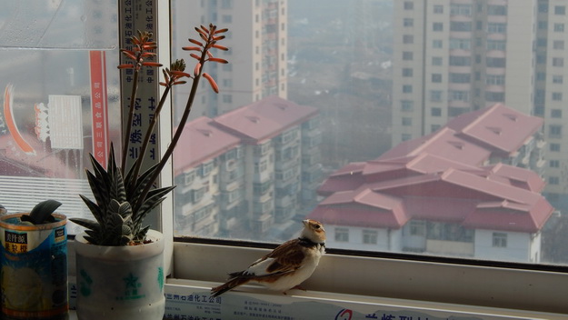 这样沙浴也行.2.jpg
