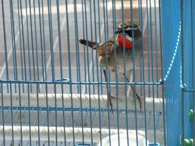 DSC02650_副本.jpg