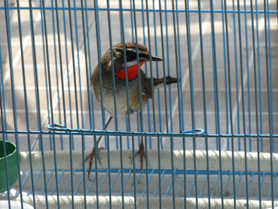 DSC02654_副本.jpg