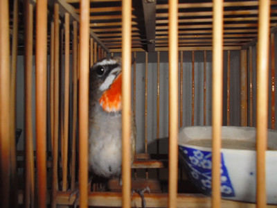 DSC00015_副本.jpg