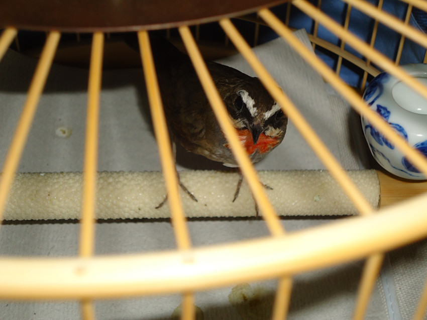 DSC09496_副本.jpg