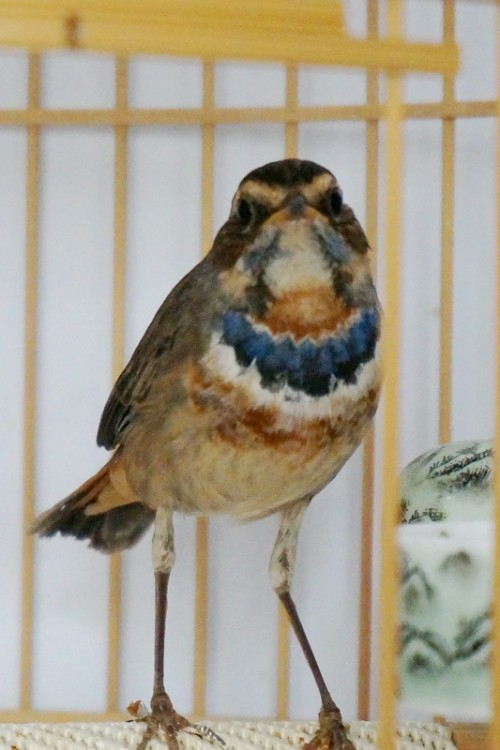 DSC00822_conew1.jpg