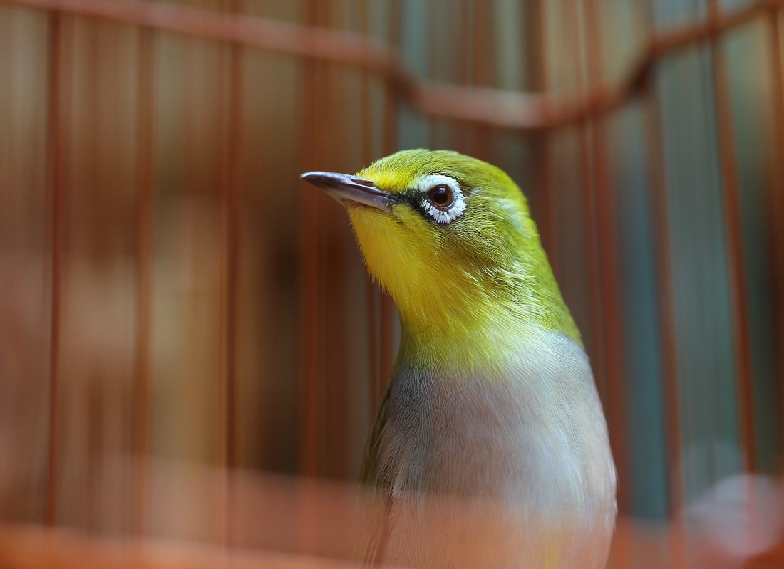 IMG_0760_conew1.jpg