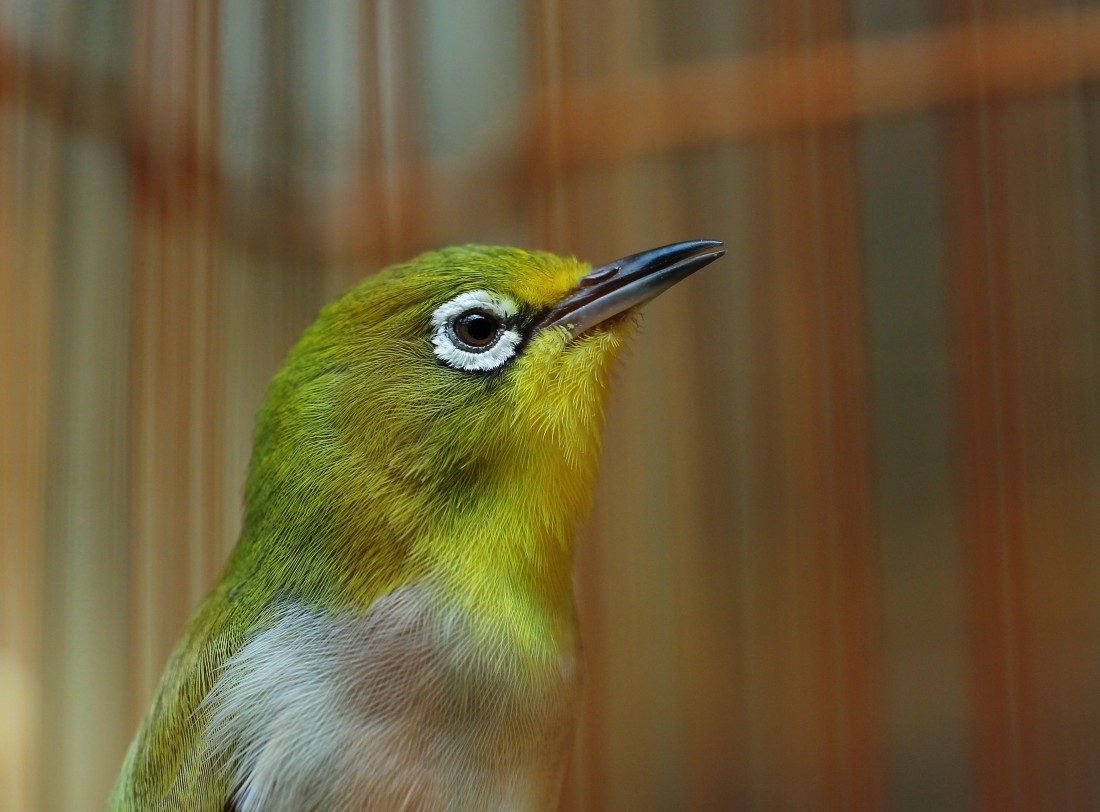 IMG_0799_conew1.jpg