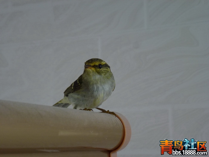 P1060176_调整大小.jpg