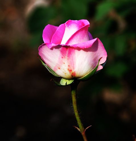 DSC_0028_副本.jpg