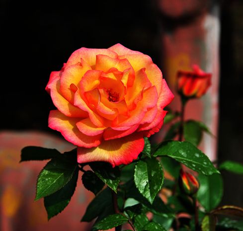 DSC_0008_副本.jpg