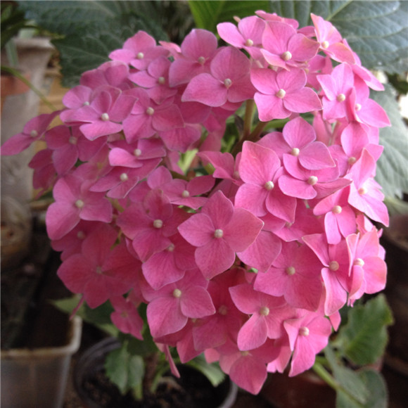 2014年5月29日八仙花（盛花期）.jpg