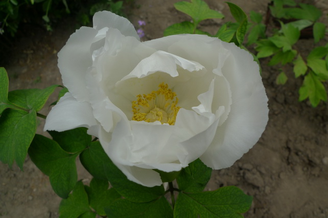 P1020127_调整大小.JPG